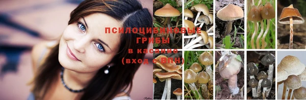 стаф Белокуриха